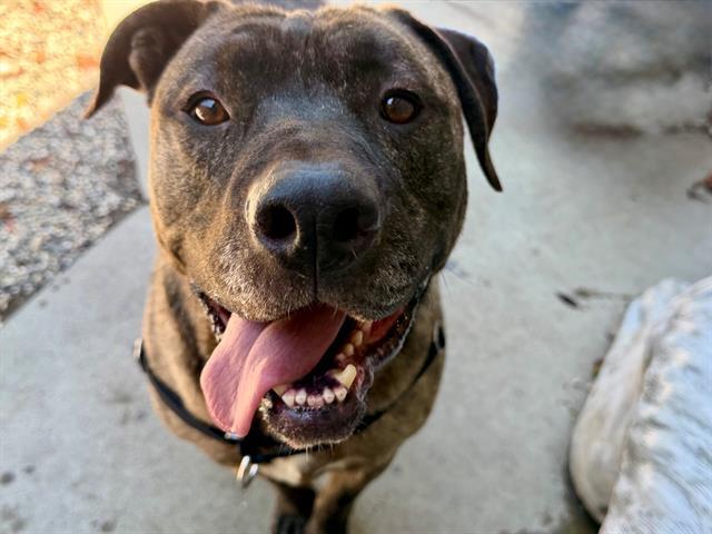 Enlarge GORDO, a Adoptable Pit Bull Terrier in Santa Rosa, CA image 1/1