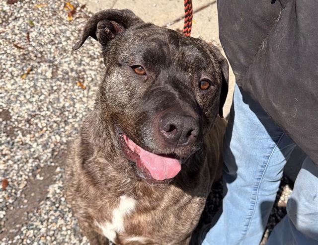 Enlarge GORDO, a Adoptable Pit Bull Terrier in Santa Rosa, CA image 1/1