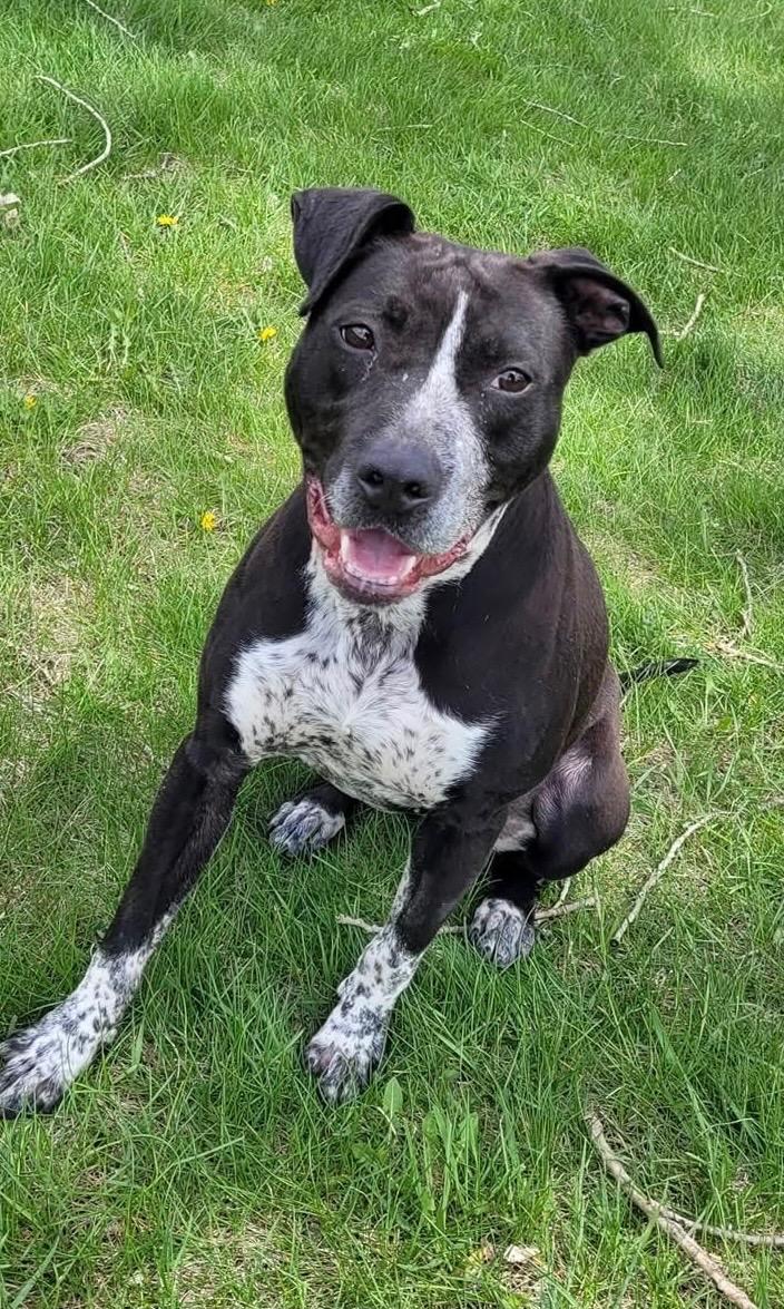 Rosie, ADOPTABLE, Adult Female Labrador Retriever & American Staffordshire Terrier.