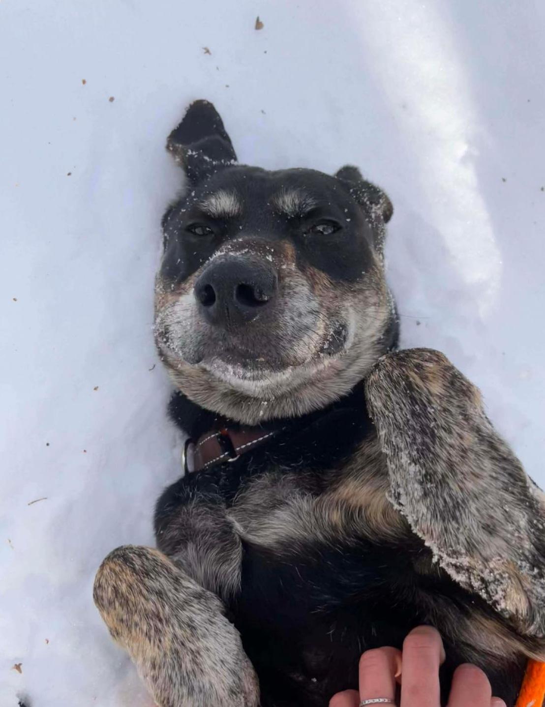 Herbert , a Adoptable mixed breed in Paris, ME image 1/4