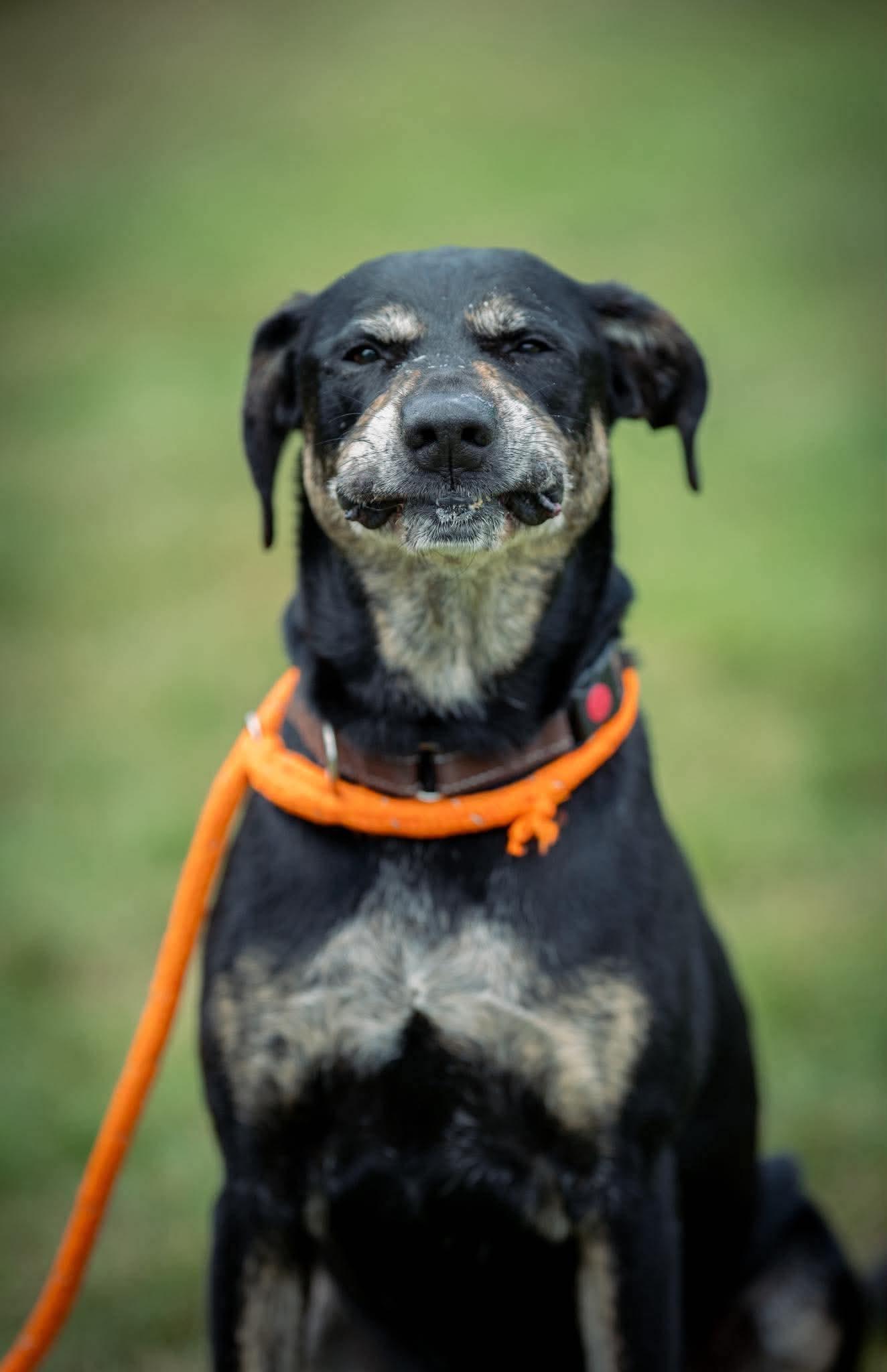 Herbert , a Adoptable mixed breed in Paris, ME image 4/6