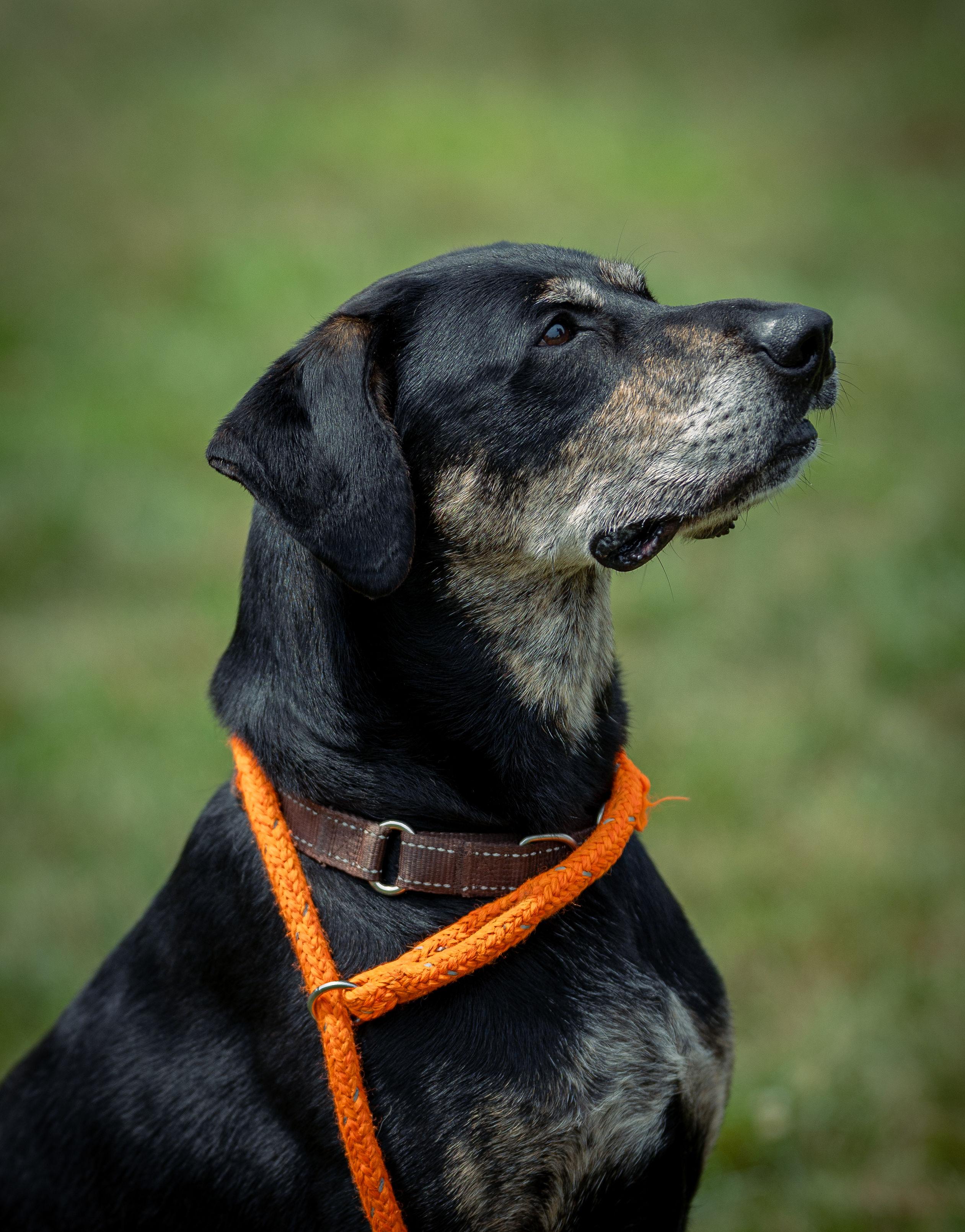 Herbert , a Adoptable mixed breed in Paris, ME image 6/6