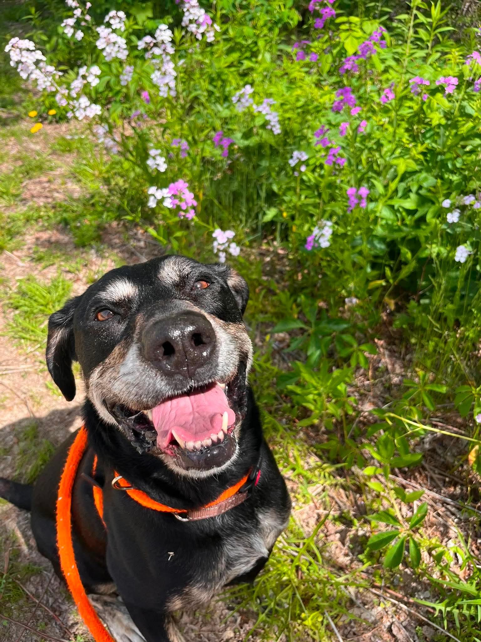 Herbert , Adoptable, Adult Male Labrador Retriever.