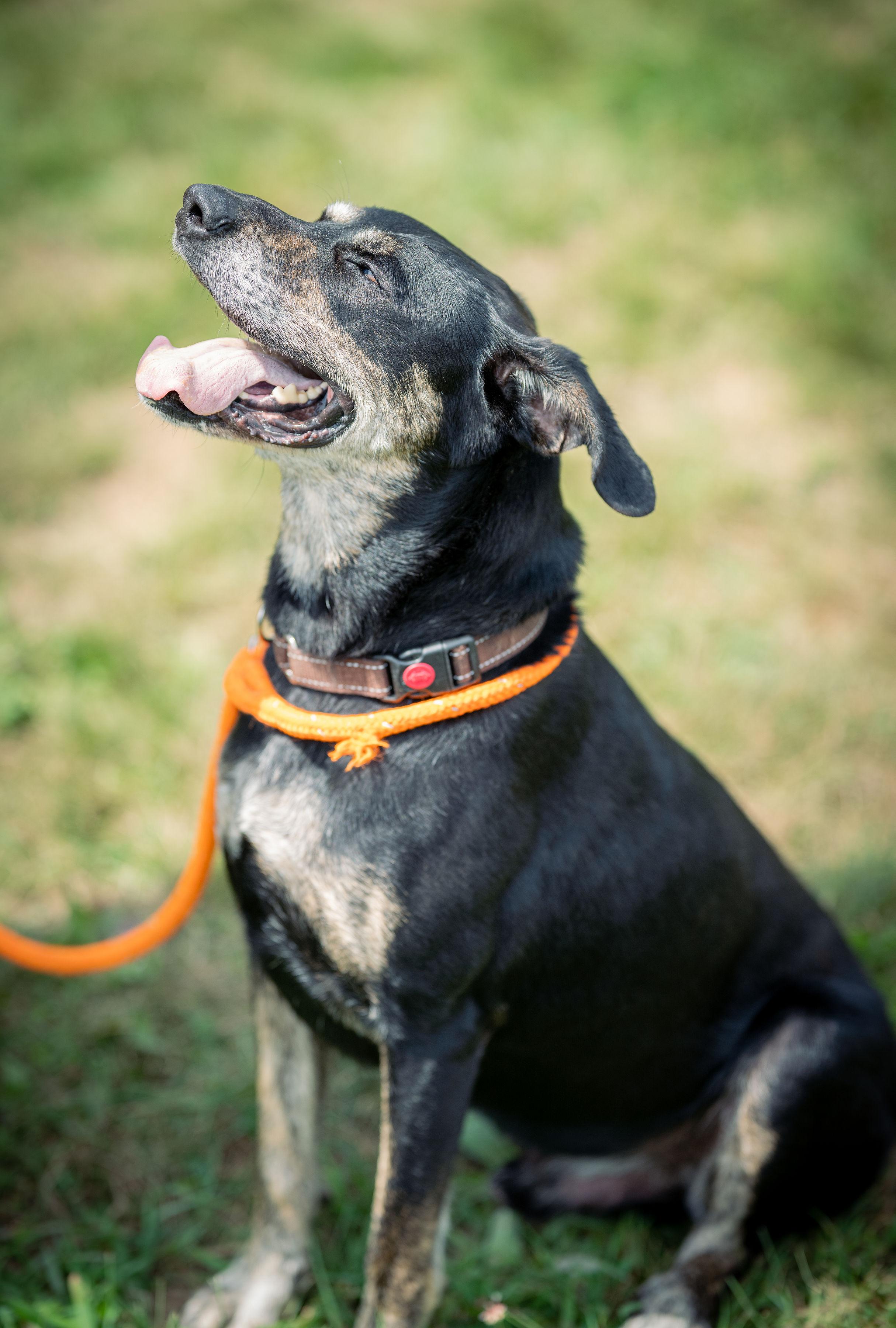 Herbert , a Adoptable mixed breed in Paris, ME image 5/6