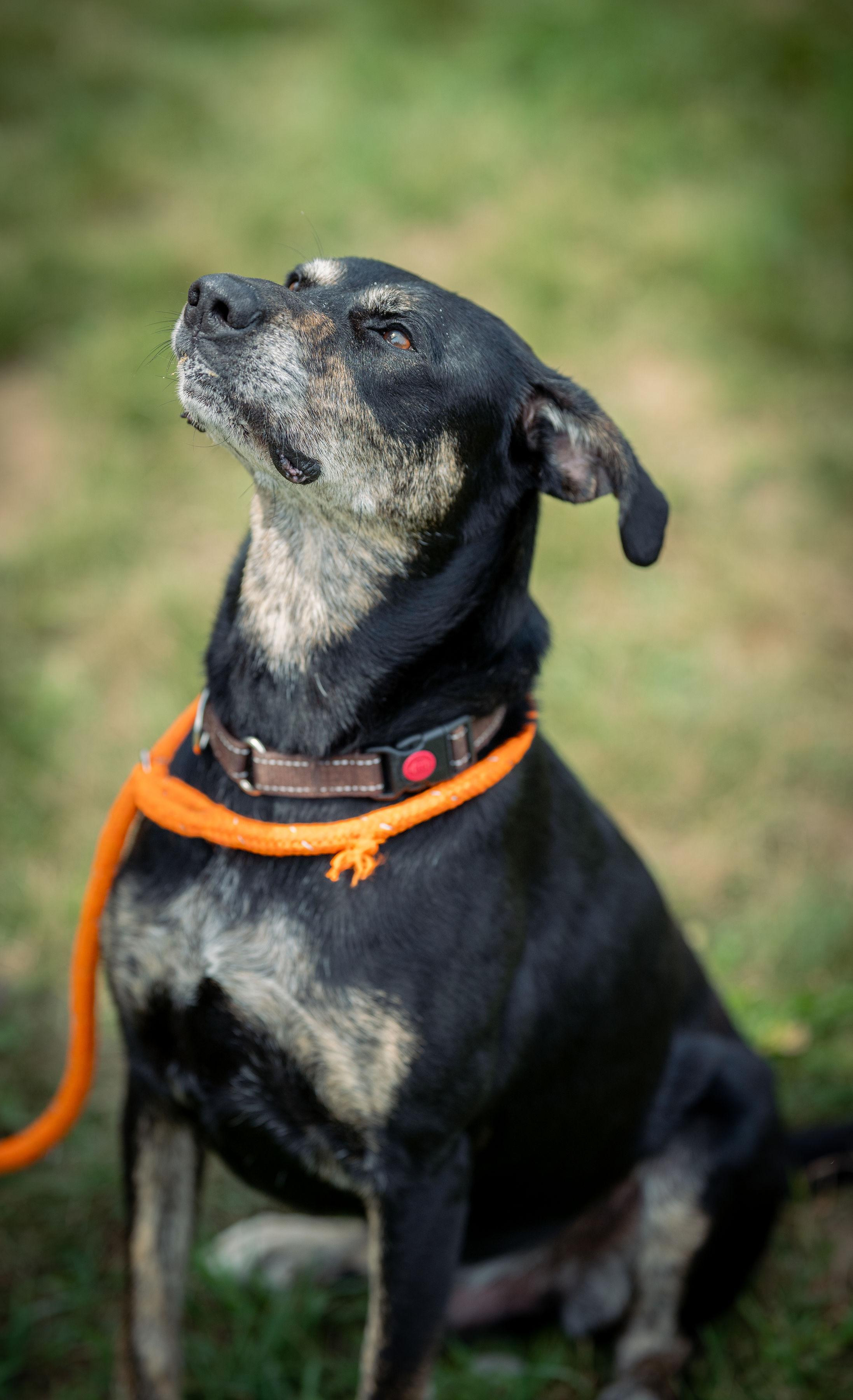 Herbert , a Adoptable mixed breed in Paris, ME image 1/6