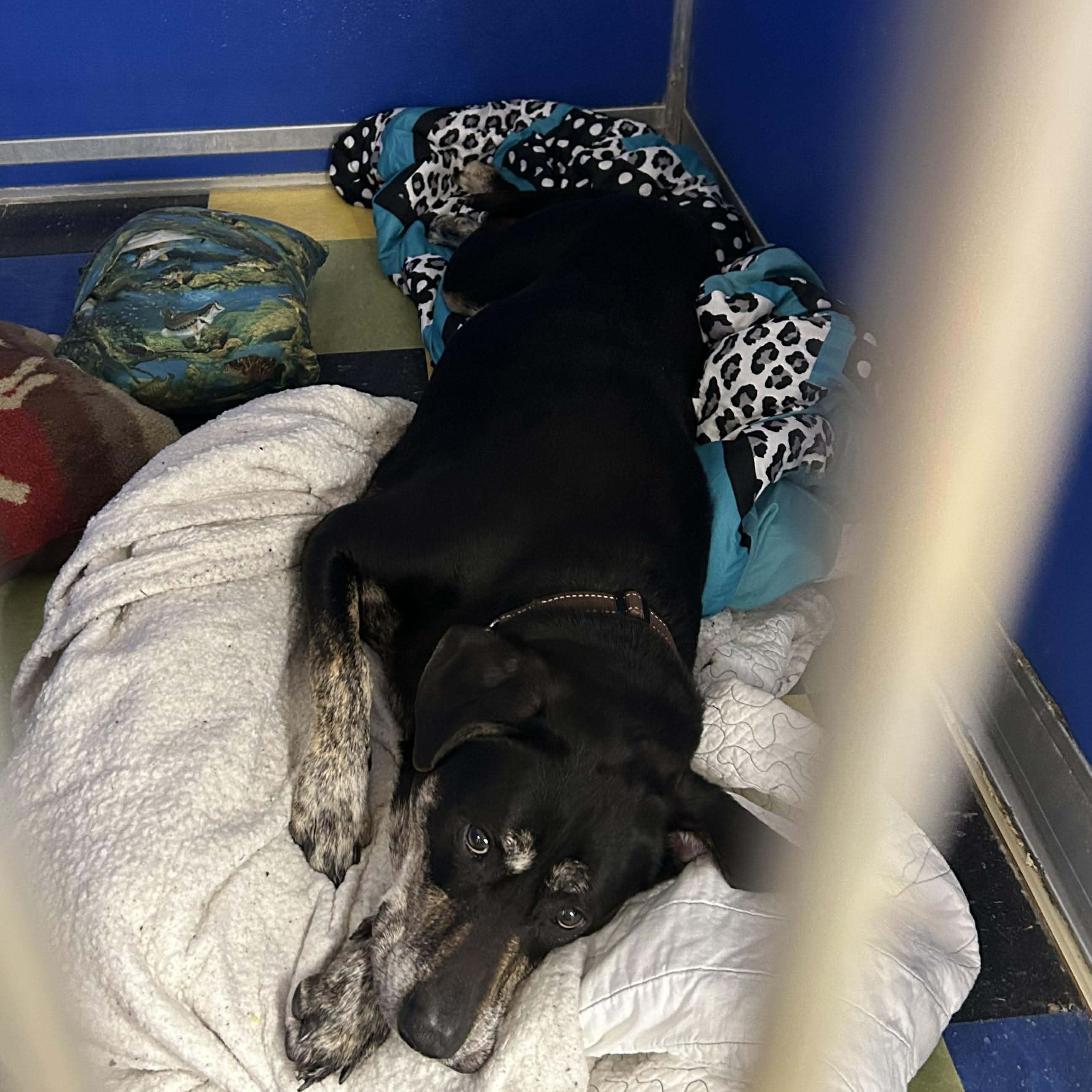 Herbert , a Adoptable mixed breed in Paris, ME image 4/4