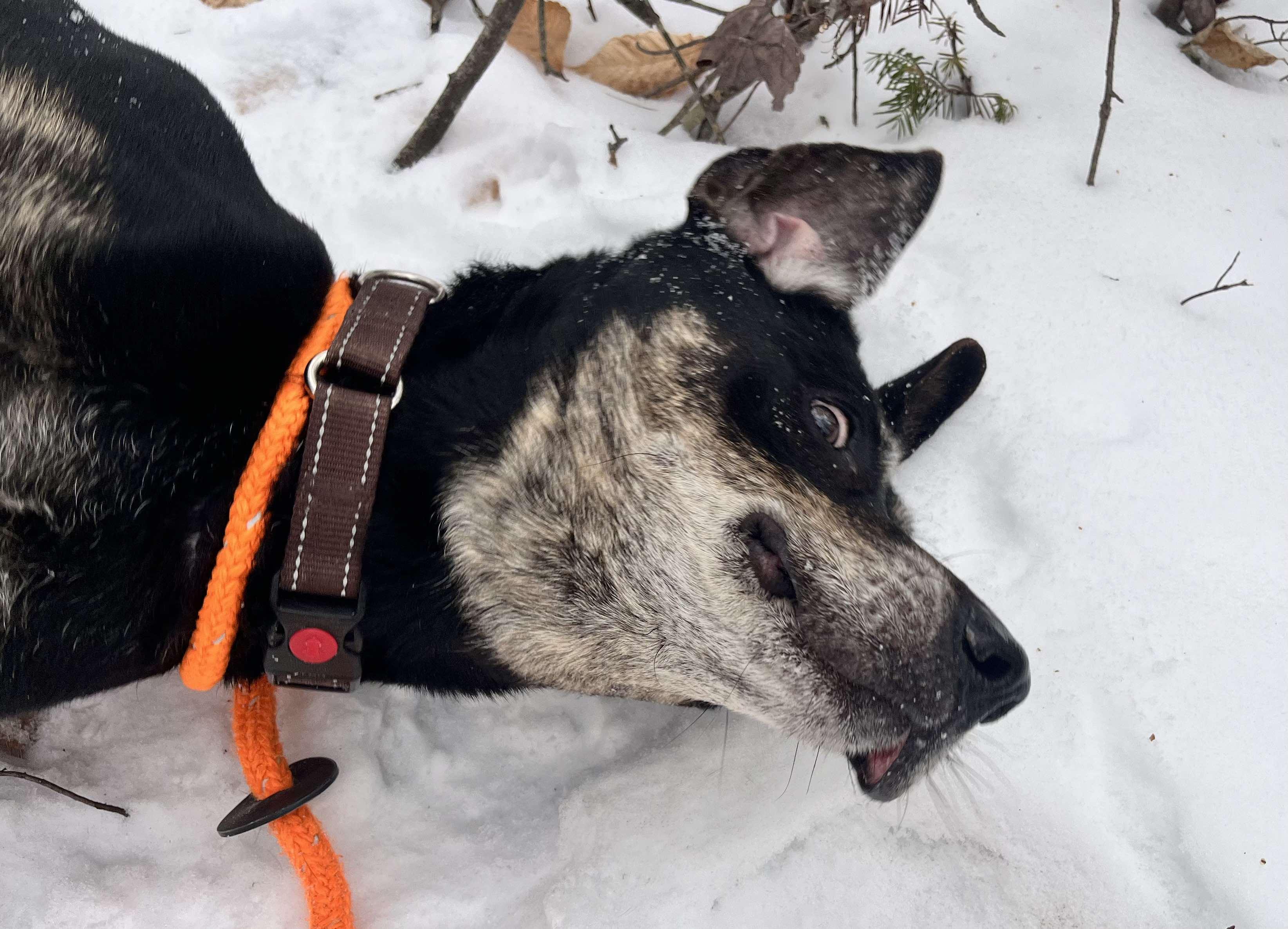 Herbert , a Adoptable mixed breed in Paris, ME image 3/4