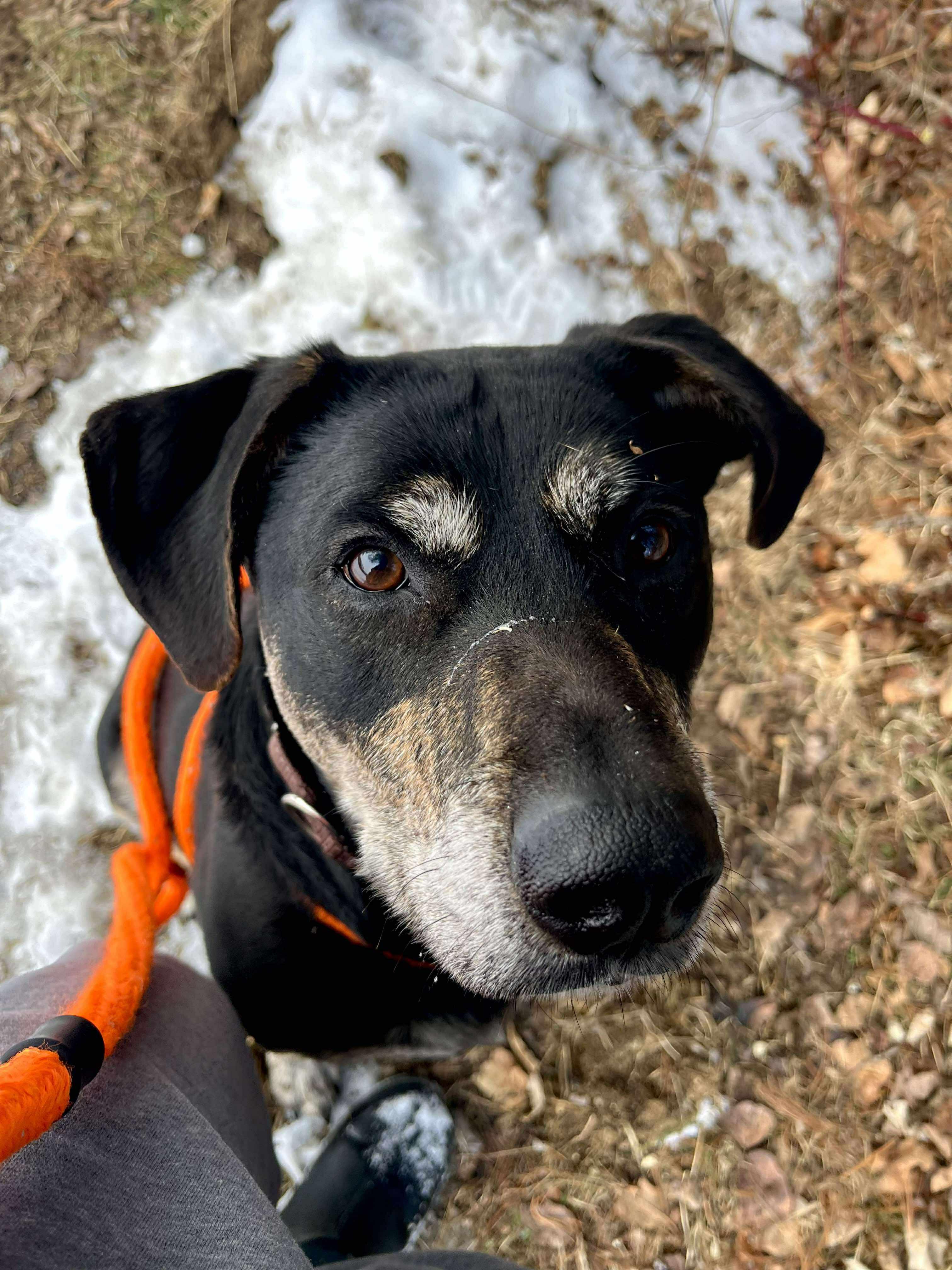 Herbert , a Adoptable mixed breed in Paris, ME image 2/4