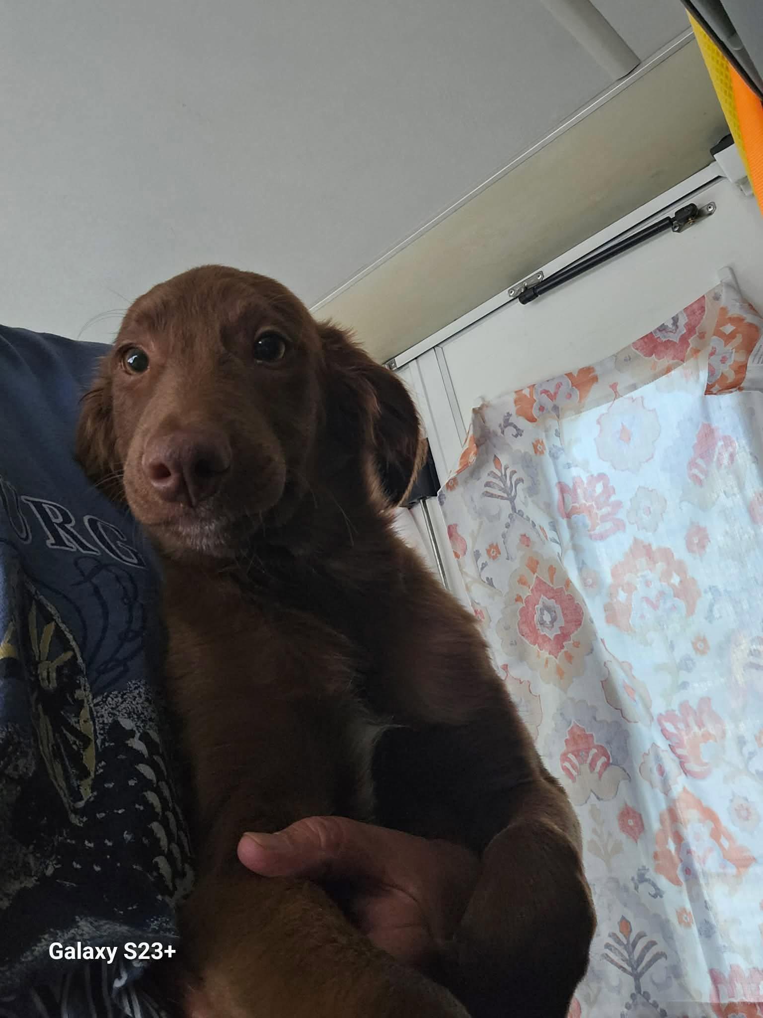 Enlarge Teddy, a Adopted mixed breed in Newport, NH image 1/3