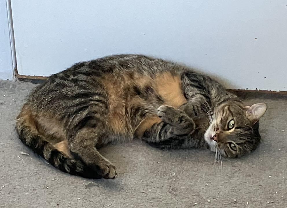 Tessa, a Adoptable mixed breed in Colorado Springs, CO image 4/6