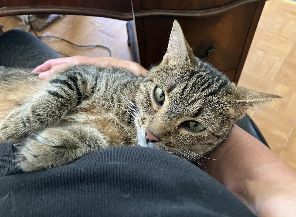 Tessa, a Adoptable mixed breed in Colorado Springs, CO image 6/6