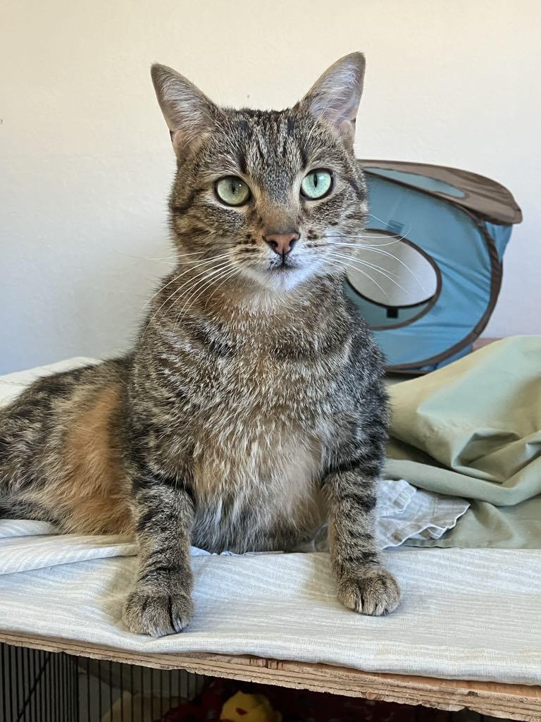 Tessa, a Adoptable mixed breed in Colorado Springs, CO image 5/6