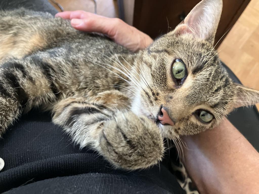 Tessa, Adoptable, Adult Female Bengal & Tabby.