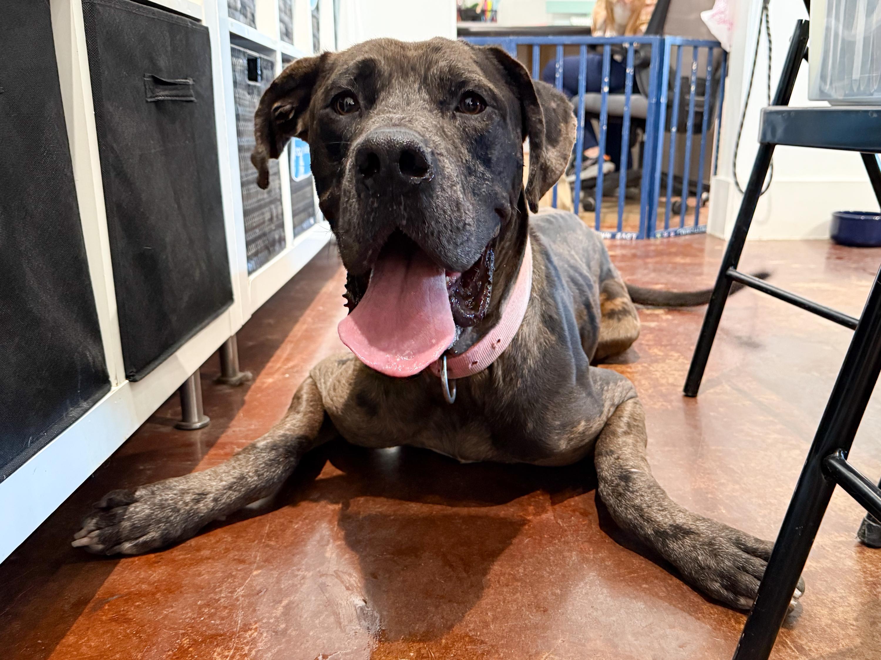 Enlarge Aries, a ADOPTABLE Great Dane in San Antonio, TX image 3/6