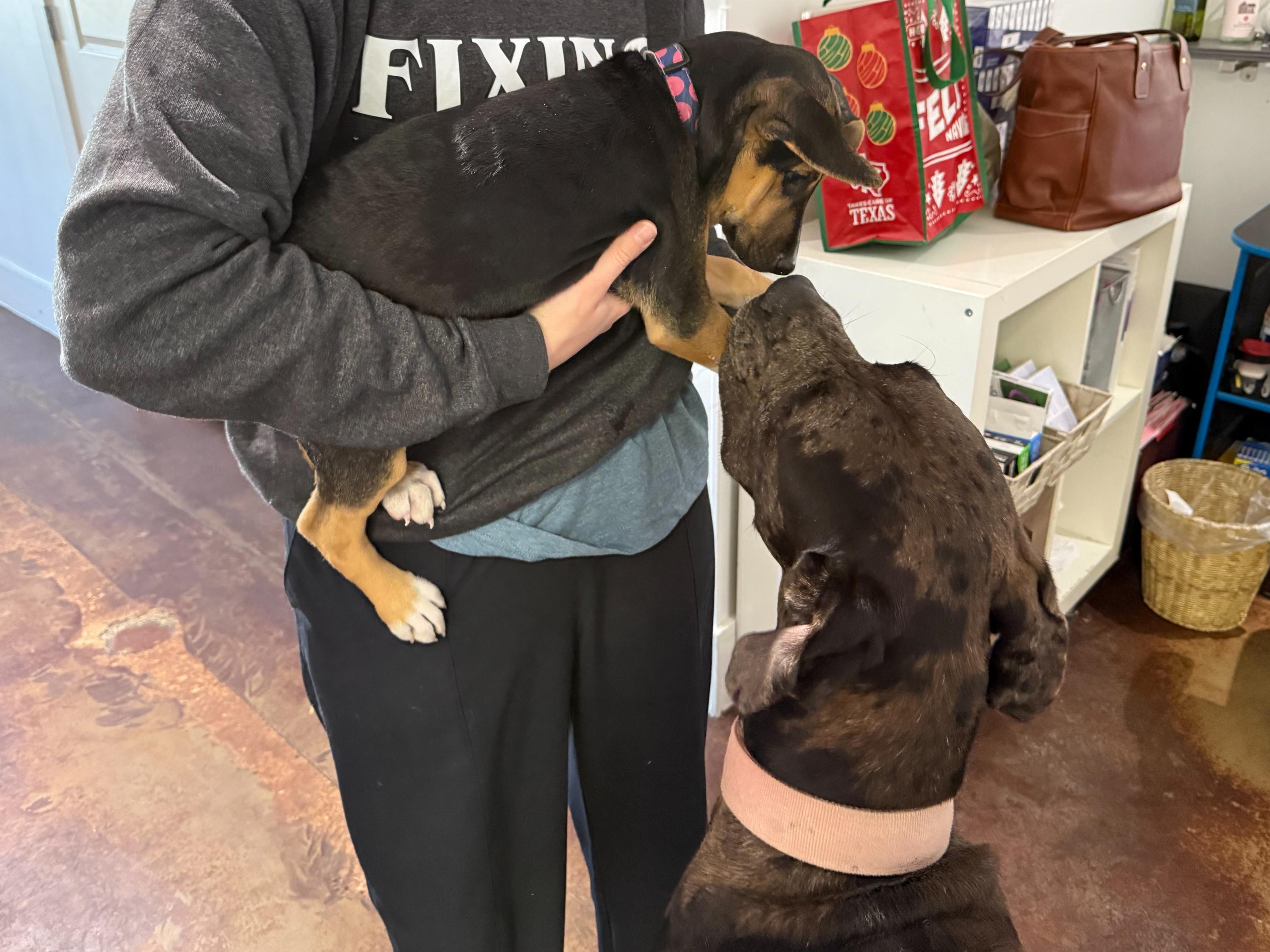 Enlarge Aries, a ADOPTABLE Great Dane in San Antonio, TX image 4/6