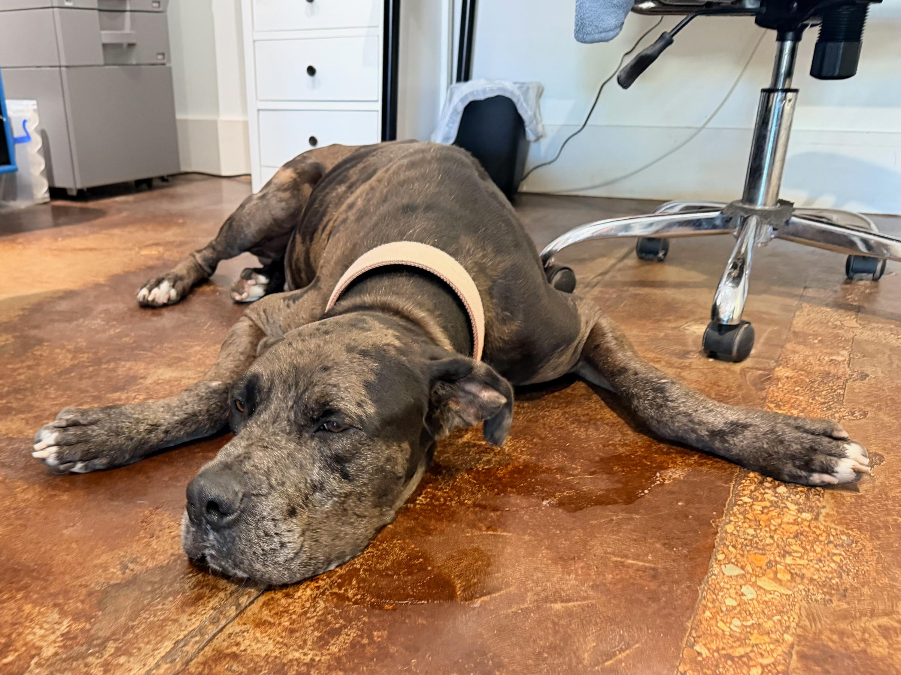 Enlarge Aries, a ADOPTABLE Great Dane in San Antonio, TX image 5/6