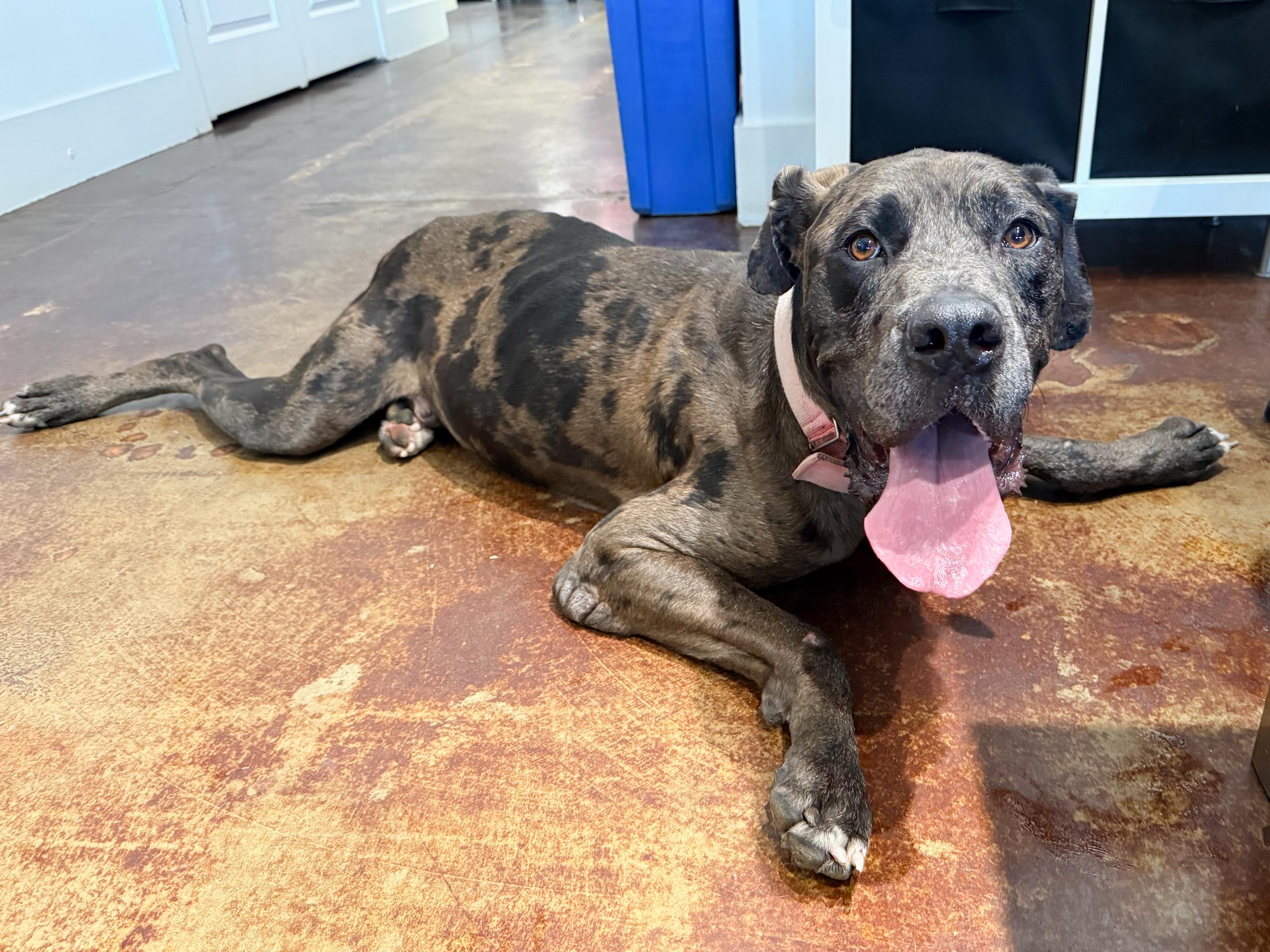 Enlarge Aries, a ADOPTABLE Great Dane in San Antonio, TX image 1/6