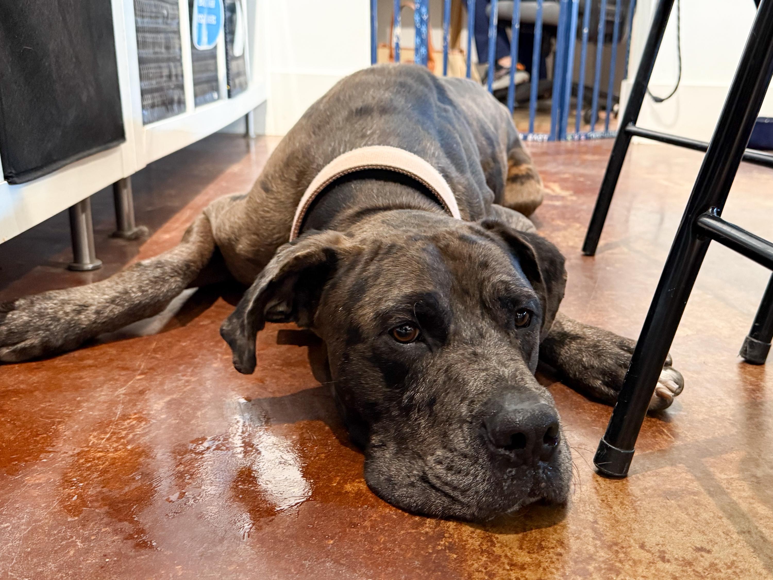 Enlarge Aries, a ADOPTABLE Great Dane in San Antonio, TX image 2/6
