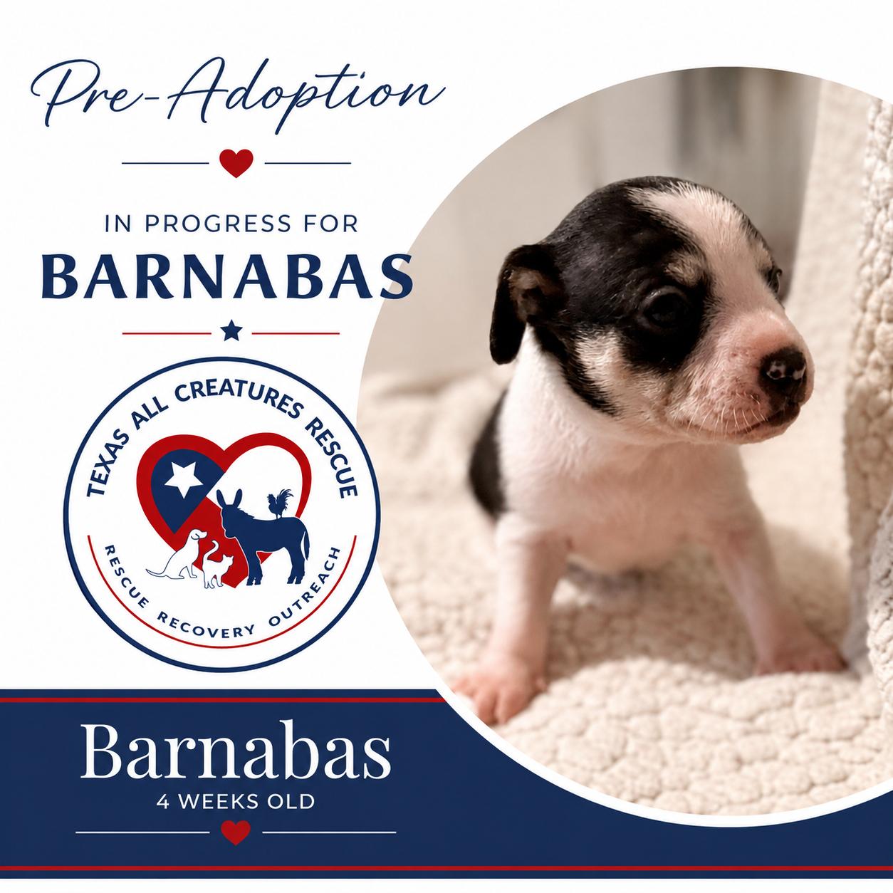 Enlarge Barnabas, a Adoptable mixed breed in Alvarado, TX image 1/1