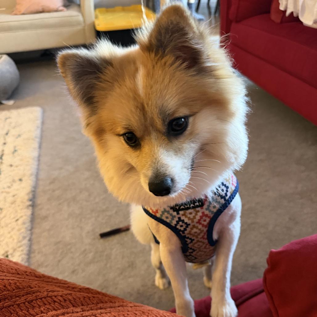 Enlarge Coco, a Adoptable Pomeranian in Arlington, VA image 1/6