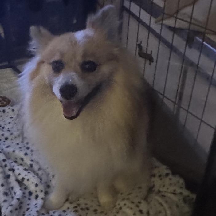 Enlarge Coco, a Adoptable Pomeranian in Arlington, VA image 2/6