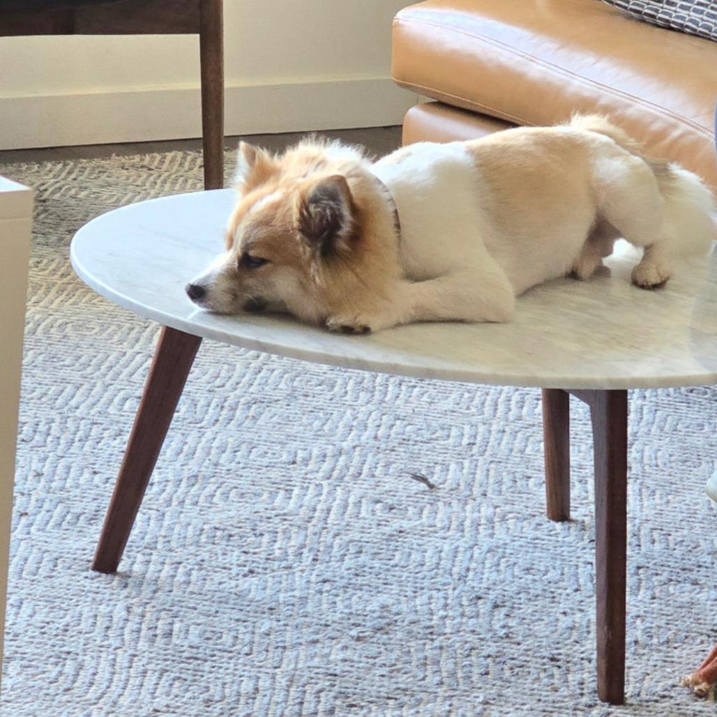 Enlarge Coco, a Adoptable Pomeranian in Arlington, VA image 3/6