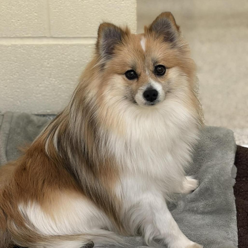 Enlarge Coco, a Adoptable Pomeranian in Arlington, VA image 4/6