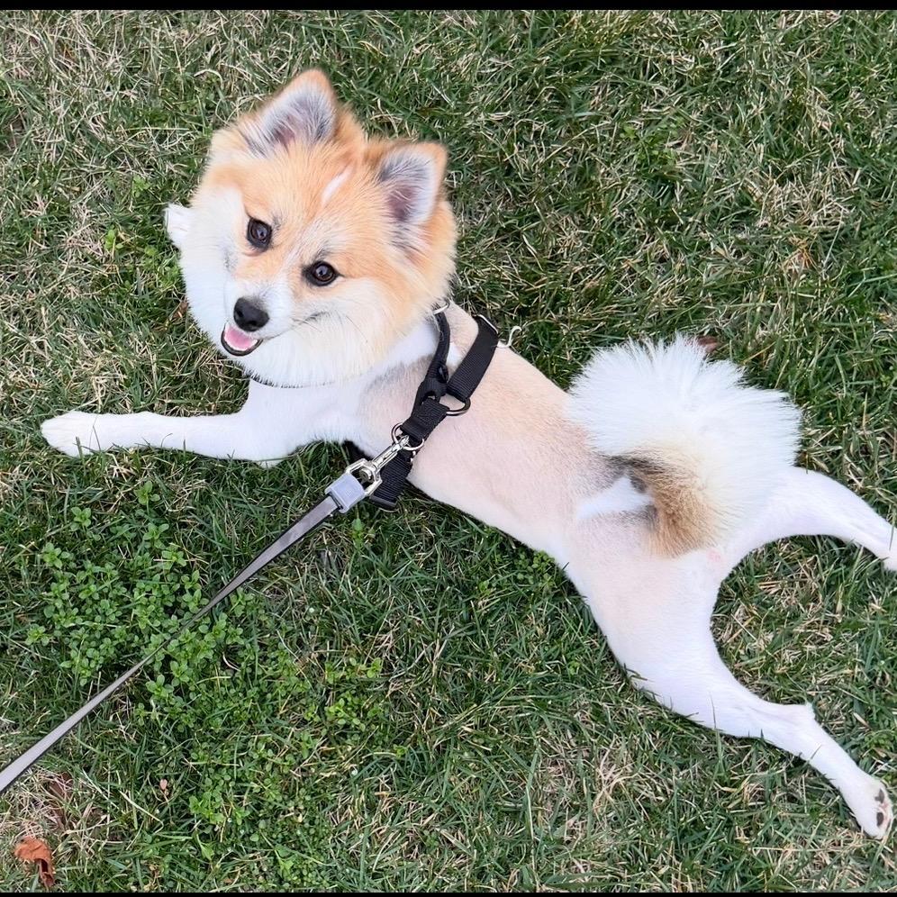 Enlarge Coco, a Adoptable Pomeranian in Arlington, VA image 5/6