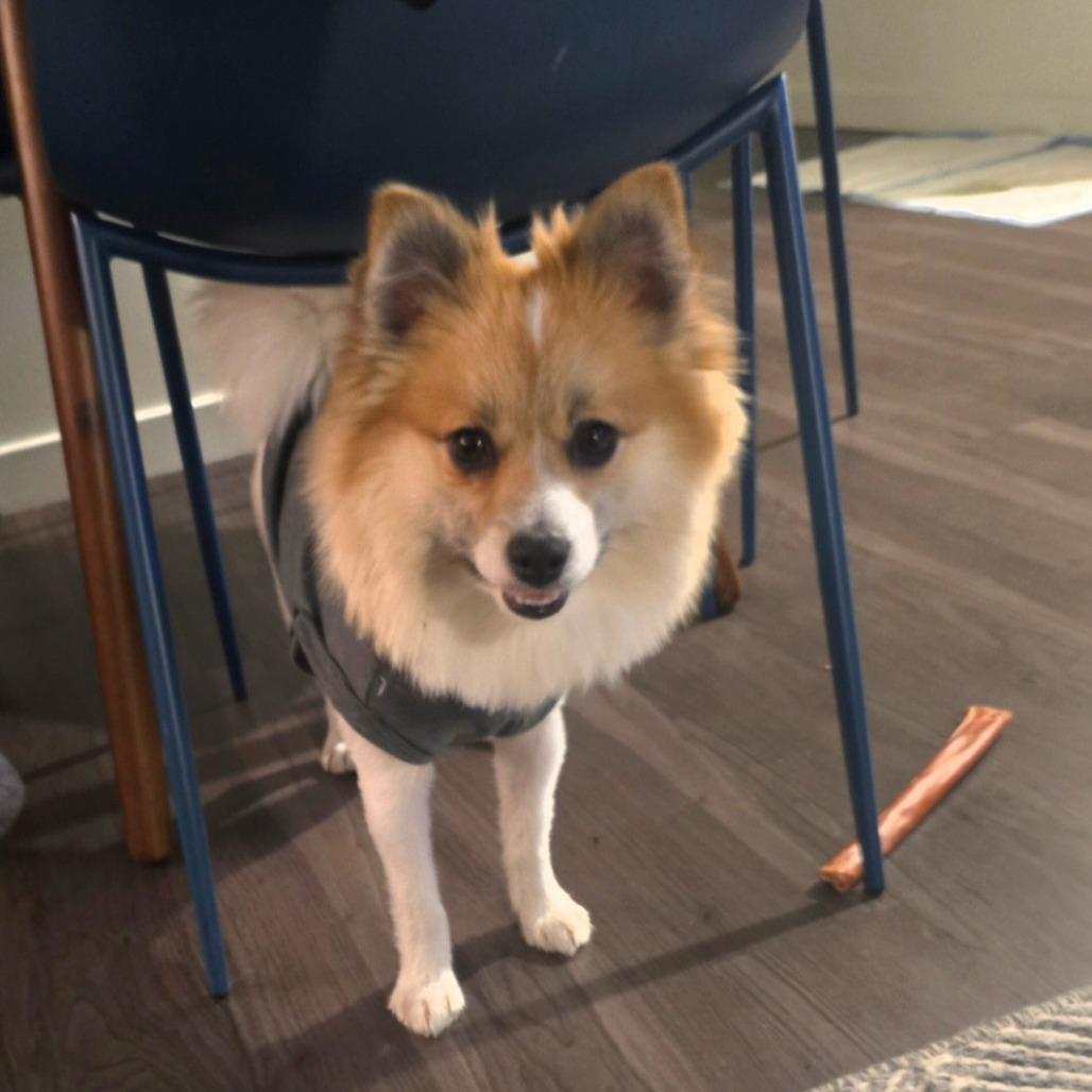 Enlarge Coco, a Adoptable Pomeranian in Arlington, VA image 6/6