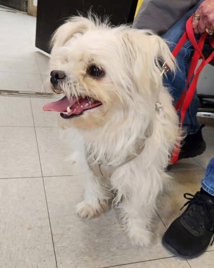 Tommy, adopted, Adult Male Mixed Breed.