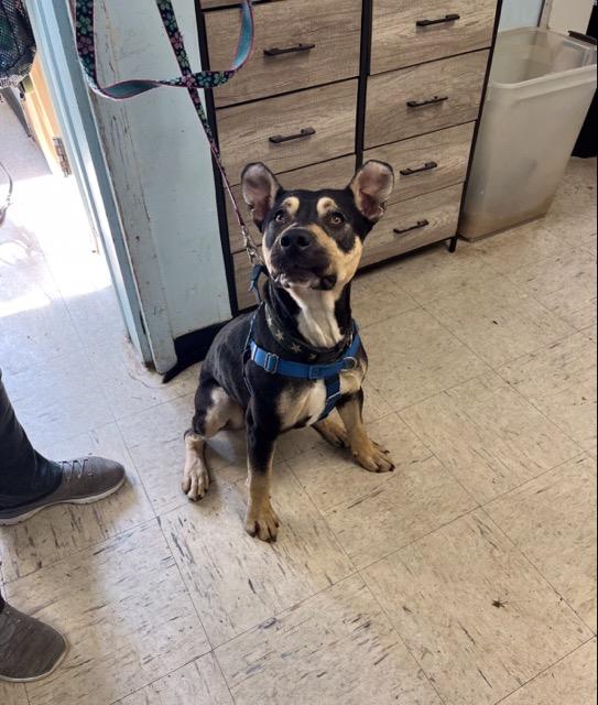 Maxwell, ADOPTABLE, Young Male Mixed Breed.