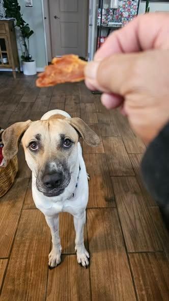 Enlarge Roskoe, a Adoptable mixed breed in Kettering, OH image 2/4