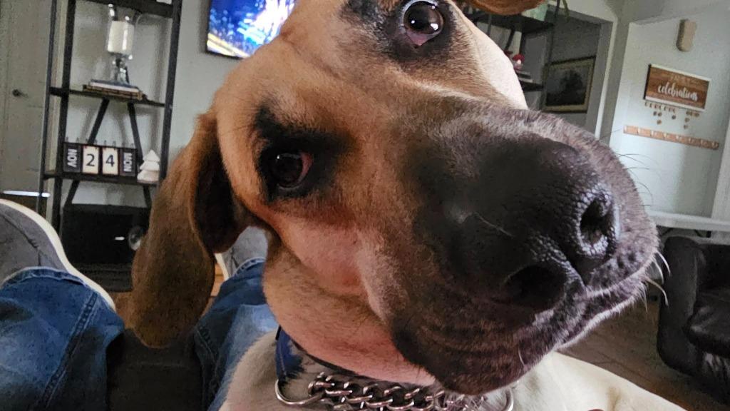 Enlarge Roskoe, a Adoptable mixed breed in Kettering, OH image 1/4