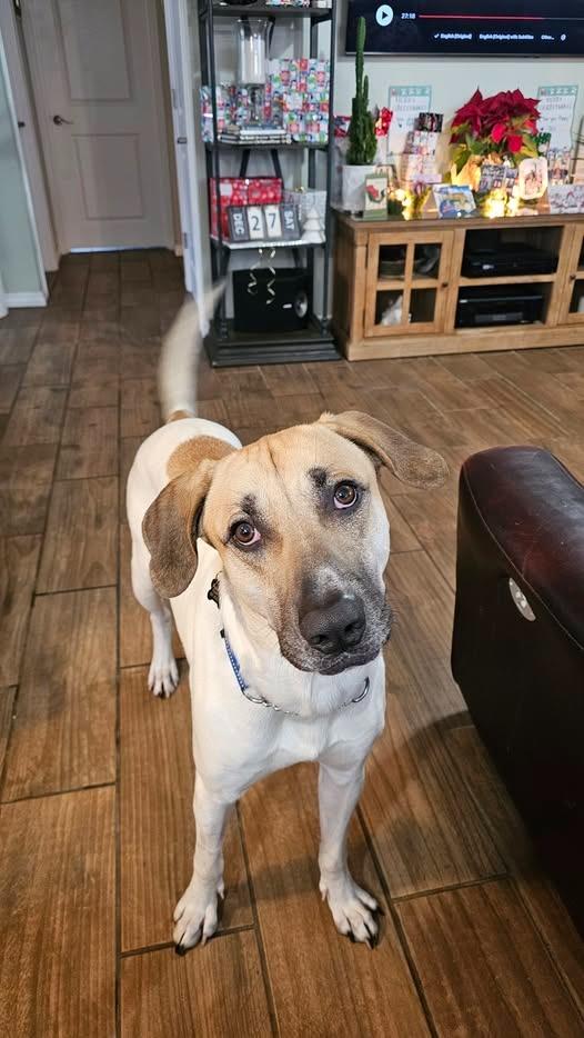 Enlarge Roskoe, a Adoptable mixed breed in Kettering, OH image 2/4