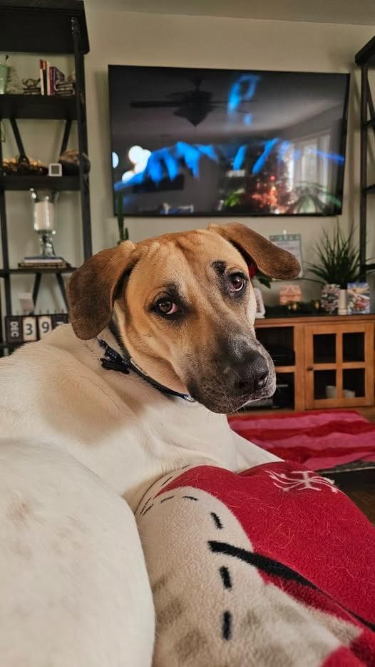 Enlarge Roskoe, a Adoptable mixed breed in Kettering, OH image 4/4