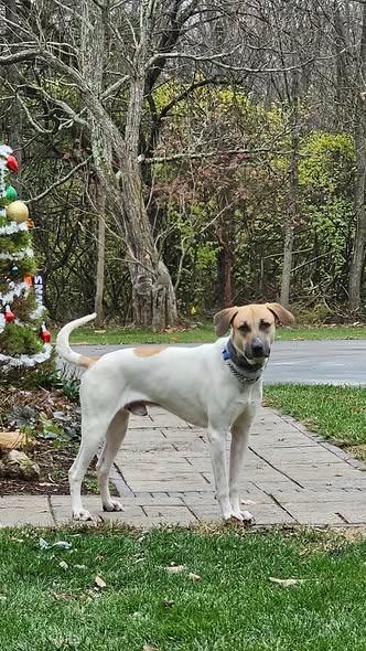 Enlarge Roskoe, a Adoptable mixed breed in Kettering, OH image 3/4