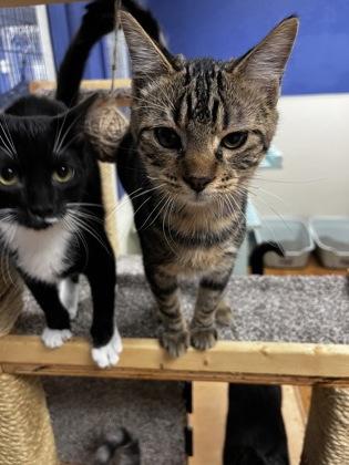 Enlarge Patty Wagon 51567, a ADOPTABLE Domestic Short Hair in Oklahoma City, OK image 1/2