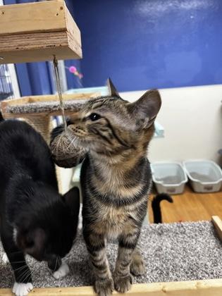 Enlarge Patty Wagon 51567, a ADOPTABLE Domestic Short Hair in Oklahoma City, OK image 2/2