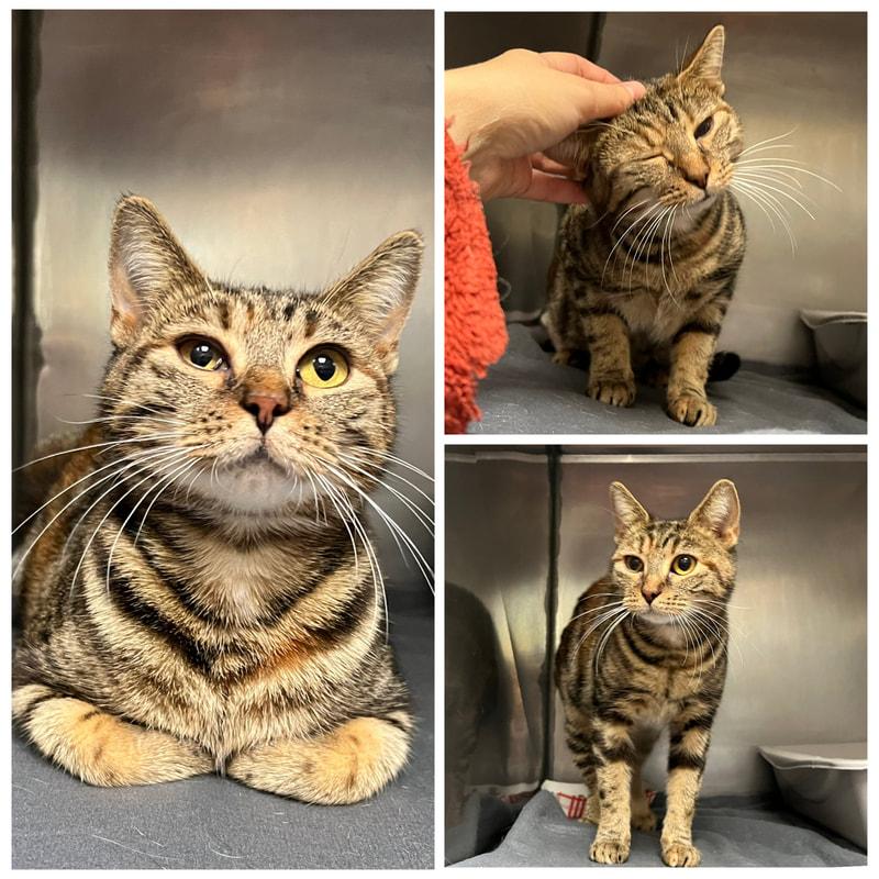 Enlarge Kit Kat, an adopted Domestic Short Hair in Dublin, VA image 1/1