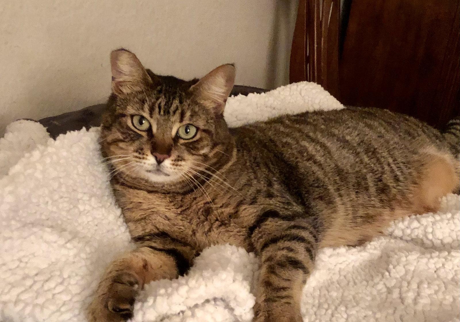 Munchkin, Adoptable, Adult Female Domestic Short Hair.