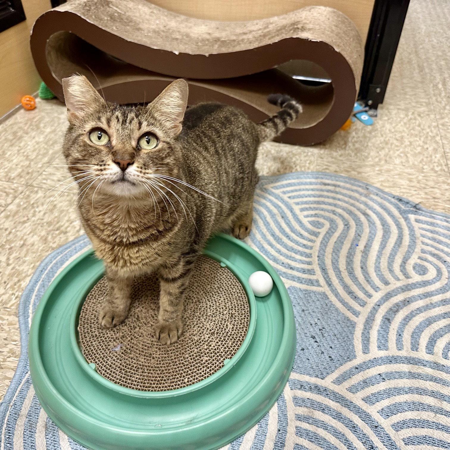 Munchkin, a Adoptable Domestic Short Hair in Mission Viejo, CA image 2/3