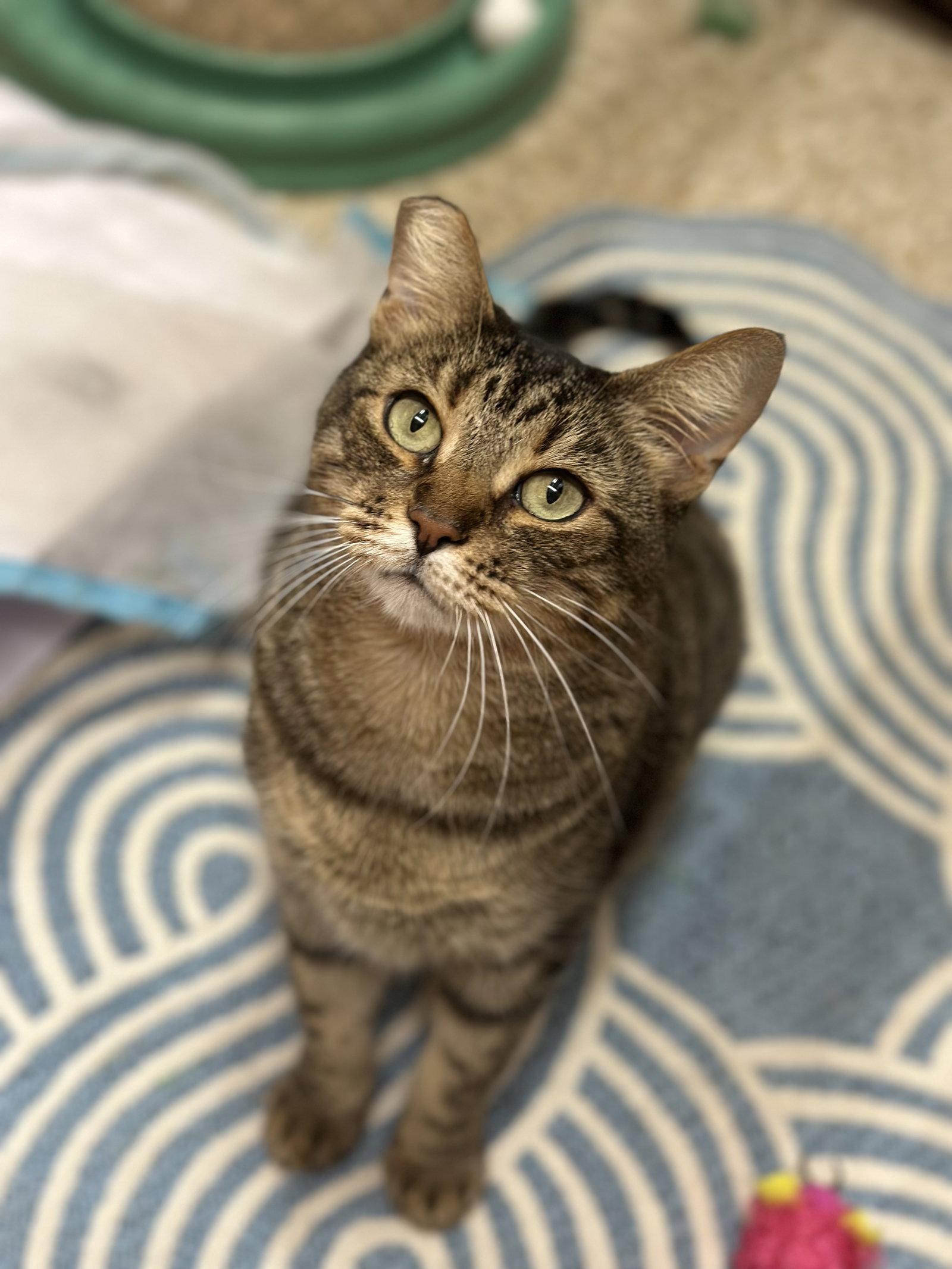 Enlarge Munchkin, a Adoptable Domestic Short Hair in Mission Viejo, CA image 2/3