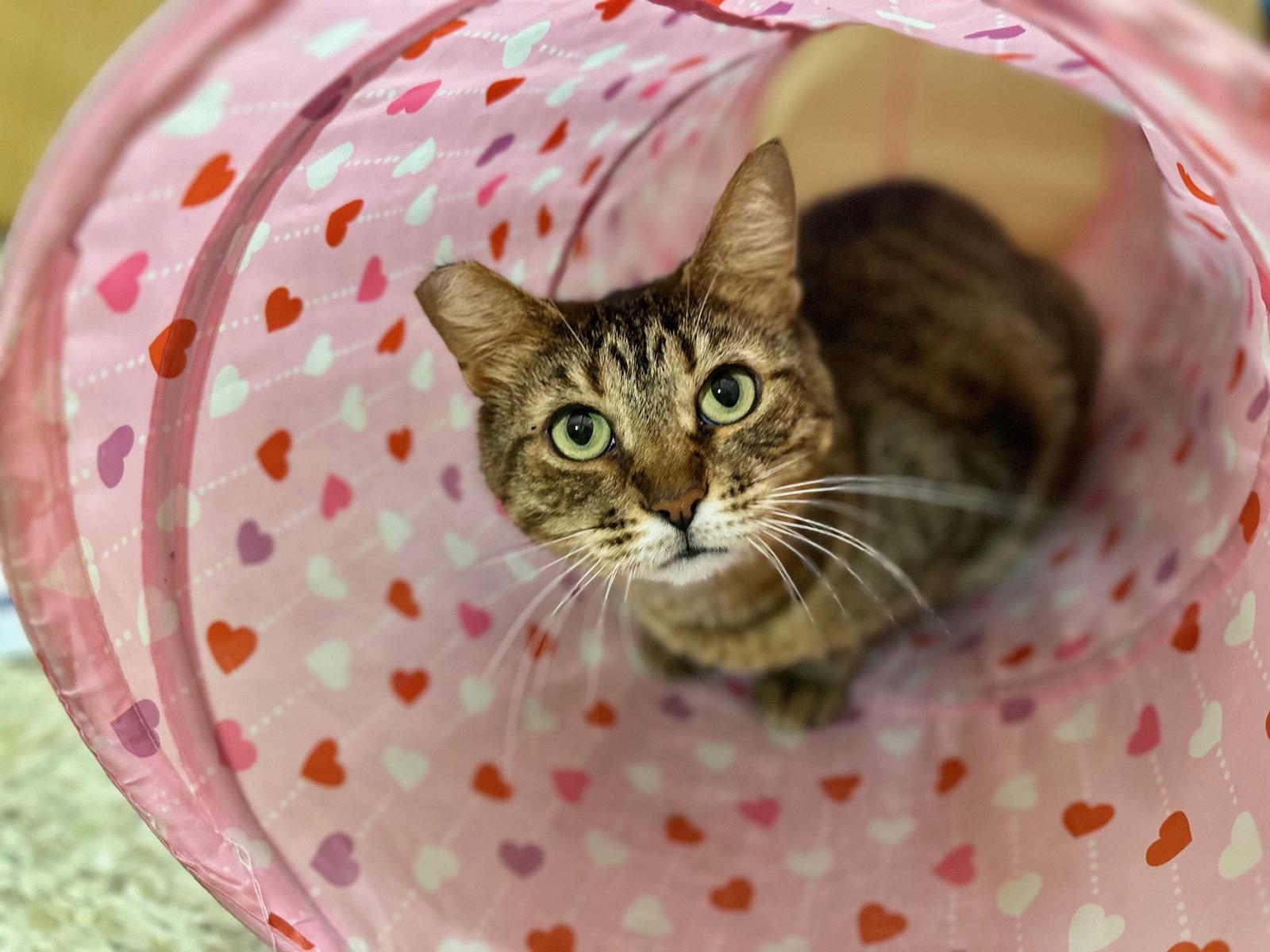 Munchkin, a Adoptable Domestic Short Hair in Mission Viejo, CA image 3/3