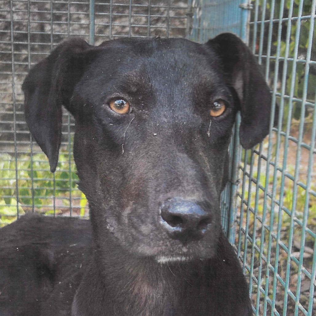 Enlarge Claudia, a Adoptable Hound in Smithfield, NC image 1/3