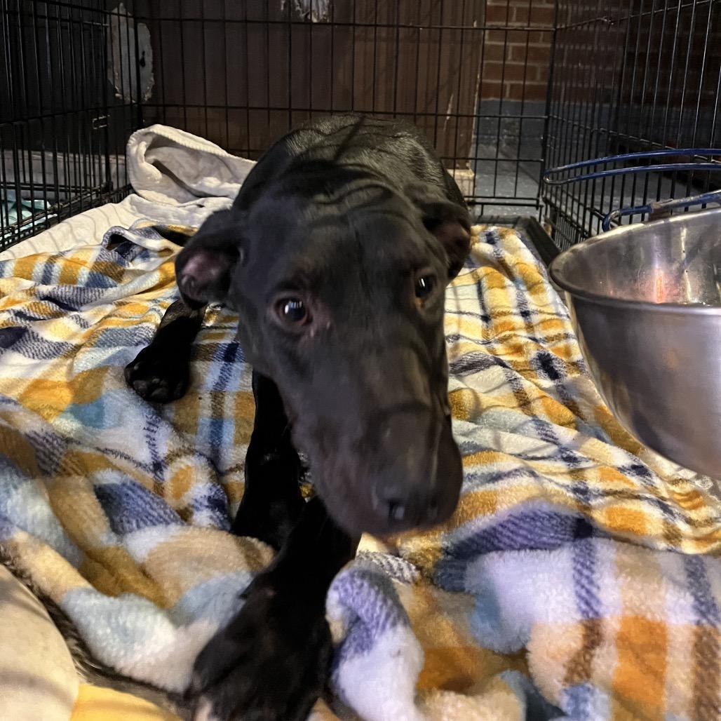 Enlarge Claudia, a Adoptable Hound in Smithfield, NC image 2/3