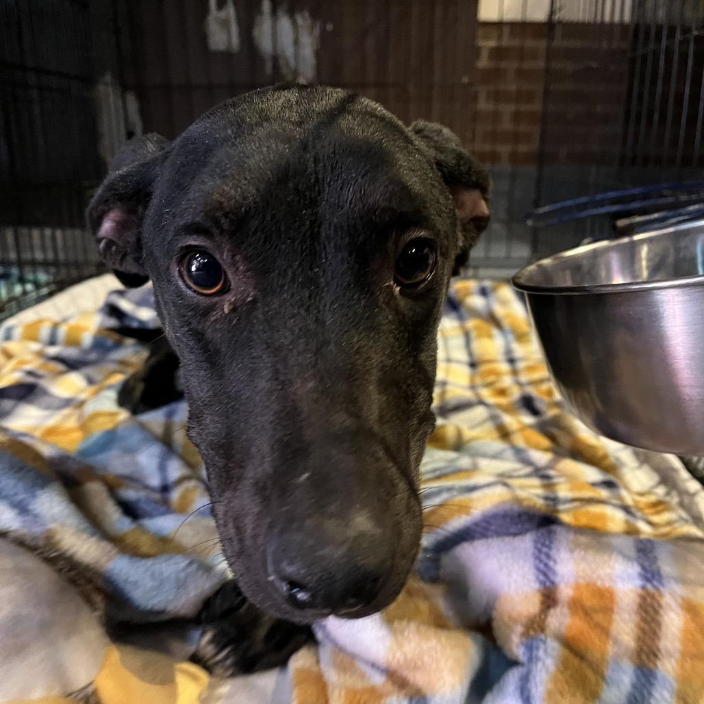 Enlarge Claudia, a Adoptable Hound in Smithfield, NC image 3/3