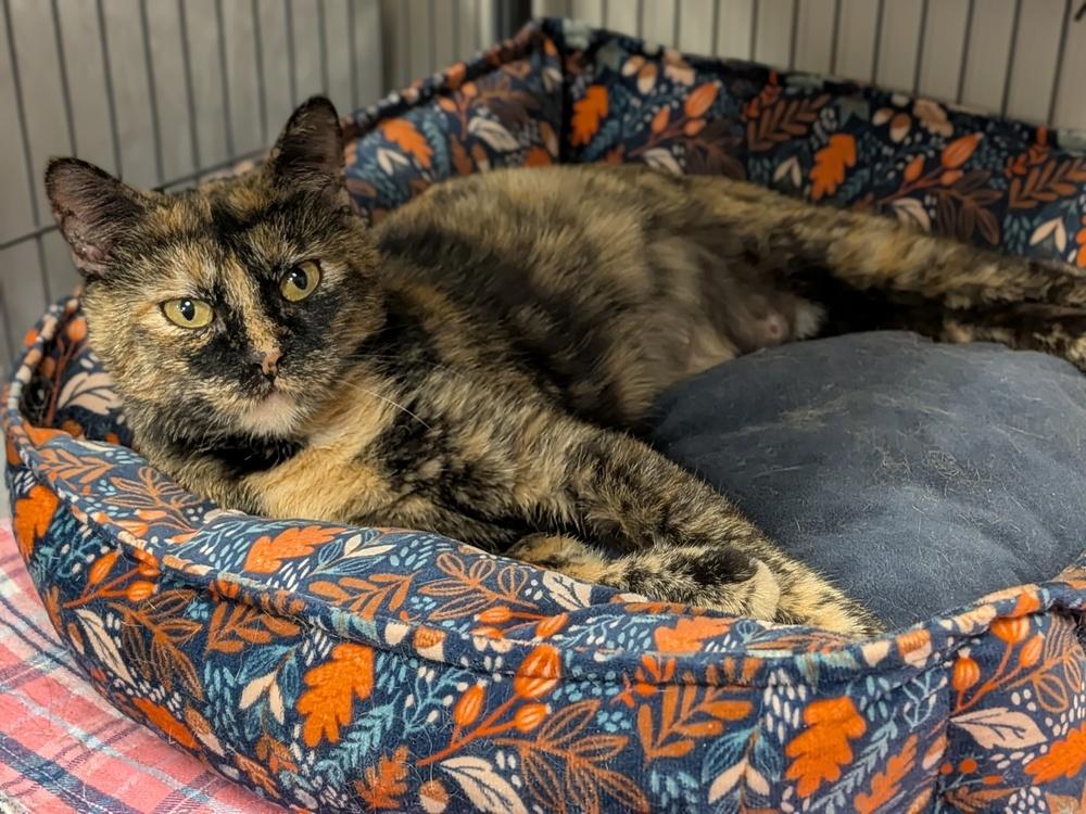 Aurora, Adoptable, Young Female Domestic Short Hair.