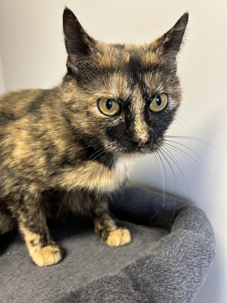 Aurora, a Adoptable Domestic Short Hair in Clinton Township, MI image 2/5