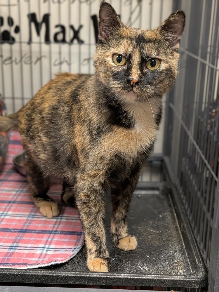 Aurora, a Adoptable Domestic Short Hair in Clinton Township, MI image 3/5