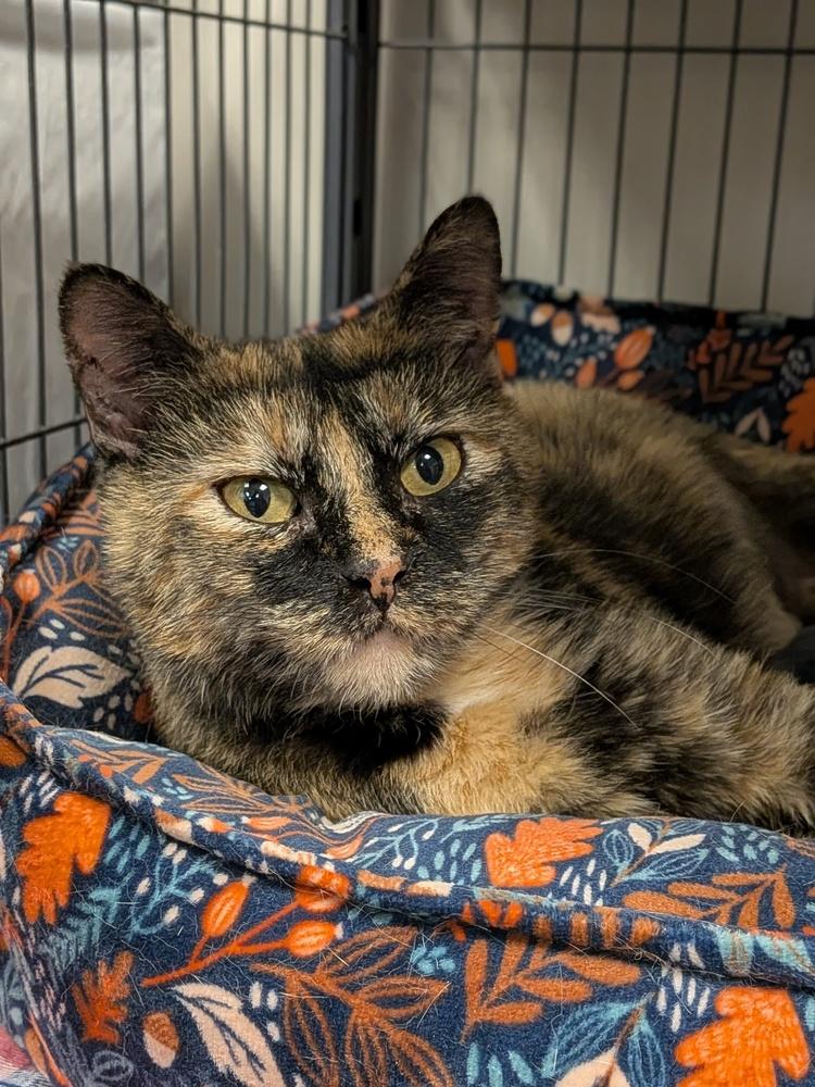 Aurora, a Adoptable Domestic Short Hair in Clinton Township, MI image 4/5
